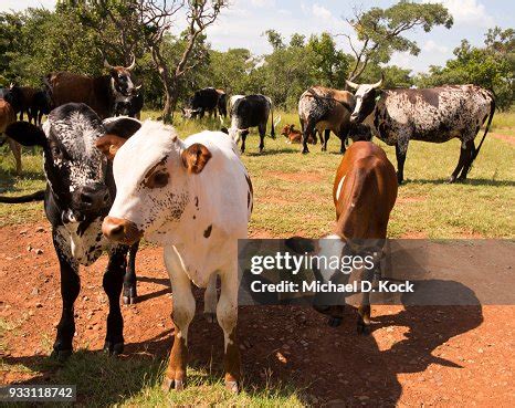 The Nguni Cattle Raid of 475: A Prelude to Bantu Migration and Emergence of Powerful Kingdoms